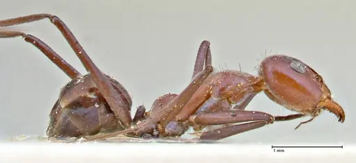 Iridomyrmex azureus specimen FOCOL2836 image focol2836_4