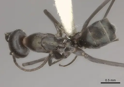 Iridomyrmex bicknelli specimen CASENT0217413 image casent0217413_1