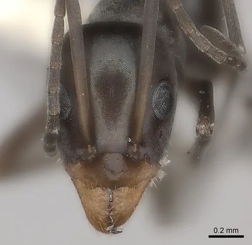 Iridomyrmex bicknelli specimen CASENT0217413 image casent0217413_2