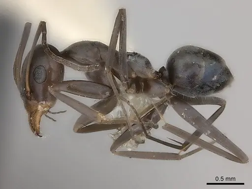 Iridomyrmex bicknelli specimen CASENT0217413 image casent0217413_3