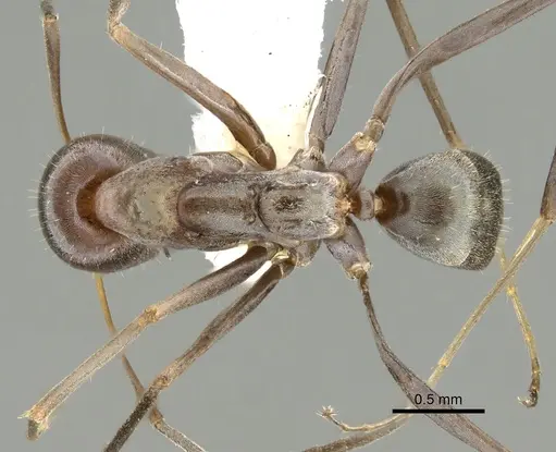 Iridomyrmex bicknelli specimen CASENT0249707 image casent0249707_1