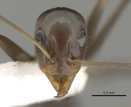 Iridomyrmex bicknelli specimen CASENT0249707 image casent0249707_2
