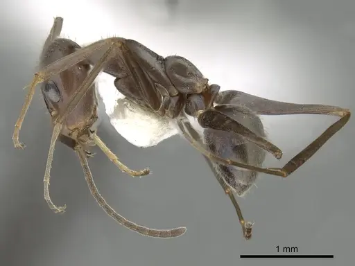 Iridomyrmex bicknelli specimen CASENT0249707 image casent0249707_3