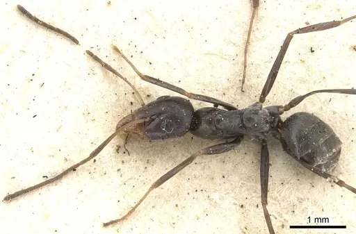 Iridomyrmex bicknelli specimen CASENT0903081 image casent0903081_1