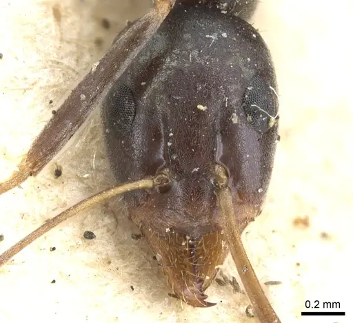Iridomyrmex bicknelli specimen CASENT0903081 image casent0903081_2