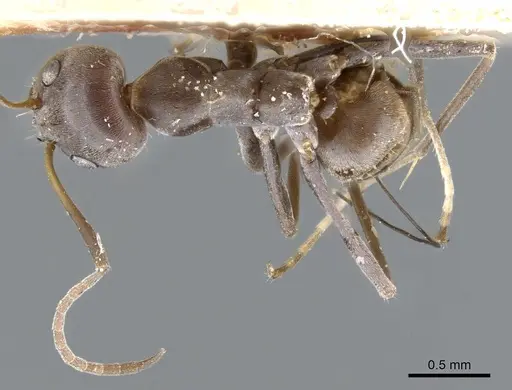 Iridomyrmex bicknelli specimen CASENT0905046 image casent0905046_1