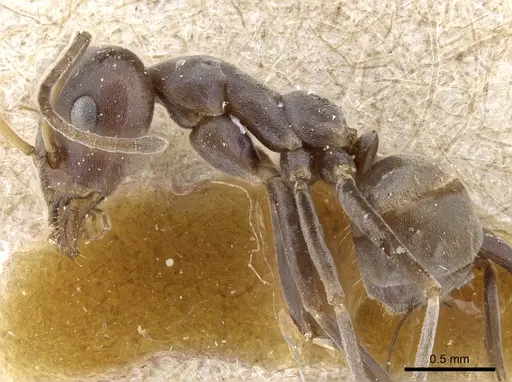 Iridomyrmex bicknelli specimen CASENT0905046 image casent0905046_3