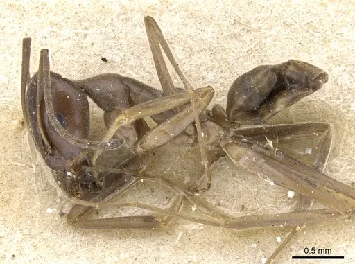 Iridomyrmex bicknelli specimen CASENT0905053 image casent0905053_3