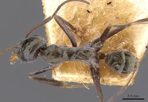Iridomyrmex bicknelli specimen CASENT0909505 image casent0909505_1