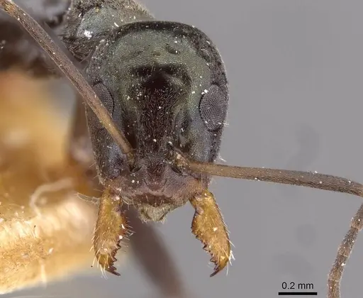 Iridomyrmex bicknelli specimen CASENT0909505 image casent0909505_2