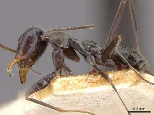 Iridomyrmex bicknelli specimen CASENT0909505 image casent0909505_3