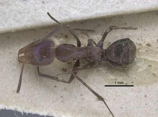 Iridomyrmex bicknelli specimen CASENT0917104 image casent0917104_1