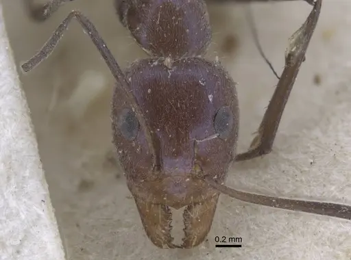 Iridomyrmex bicknelli specimen CASENT0917104 image casent0917104_3