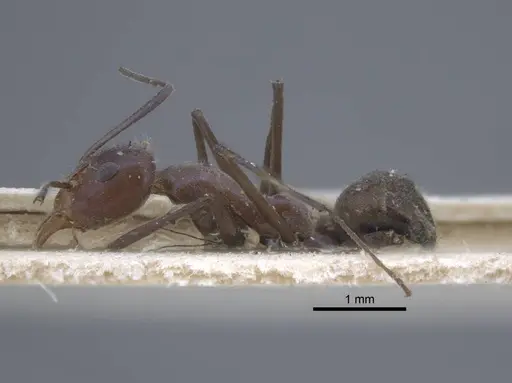 Iridomyrmex bicknelli specimen CASENT0917104 image casent0917104_4
