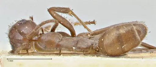 Iridomyrmex bicknelli specimen FOCOL2834 image focol2834_1