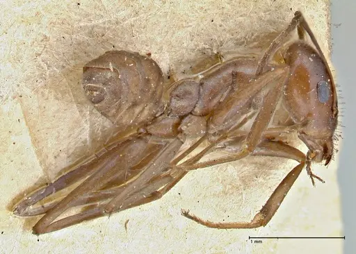 Iridomyrmex bicknelli specimen FOCOL2834 image focol2834_3