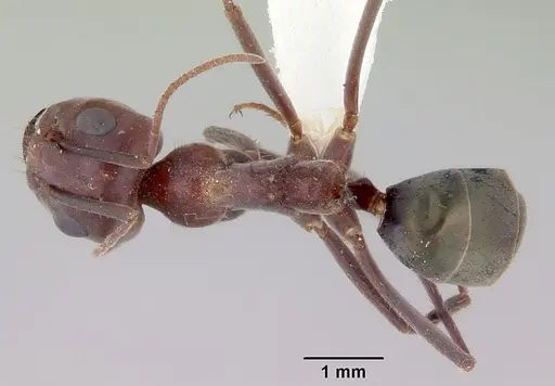 Iridomyrmex bigi specimen CASENT0172037 image casent0172037_1