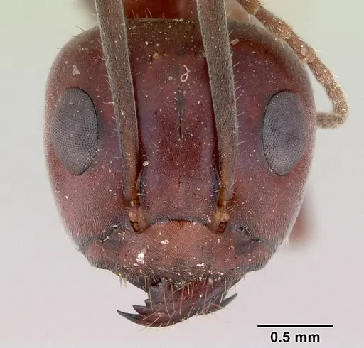 Iridomyrmex bigi specimen CASENT0172037 image casent0172037_2