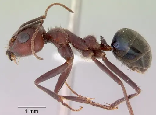 Iridomyrmex bigi specimen CASENT0172037 image casent0172037_3