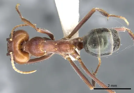 Iridomyrmex bigi specimen CASENT0903077 image casent0903077_1