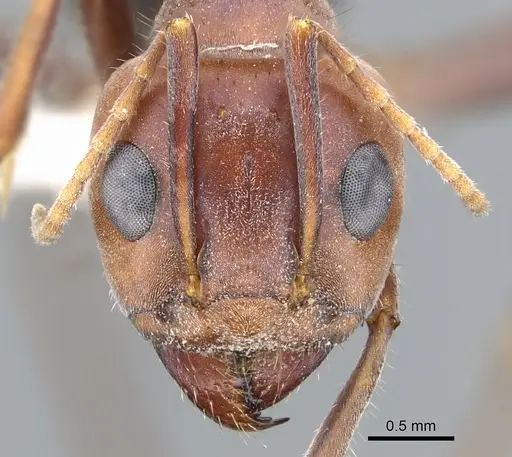 Iridomyrmex bigi specimen CASENT0903077 image casent0903077_2