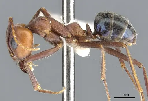 Iridomyrmex bigi specimen CASENT0903077 image casent0903077_3