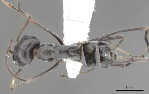 Iridomyrmex brennani specimen CASENT0903098 image casent0903098_1