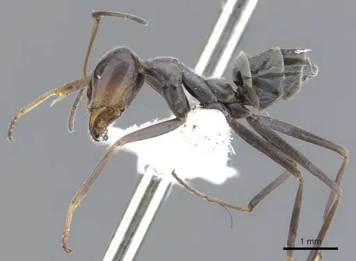 Iridomyrmex brennani specimen CASENT0903098 image casent0903098_3