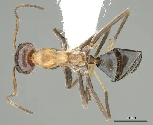 Iridomyrmex brunneus specimen CASENT0249708 image casent0249708_1