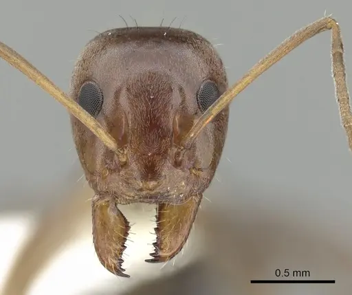 Iridomyrmex brunneus specimen CASENT0249708 image casent0249708_2