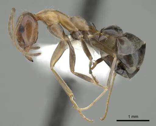 Iridomyrmex brunneus specimen CASENT0249708 image casent0249708_3