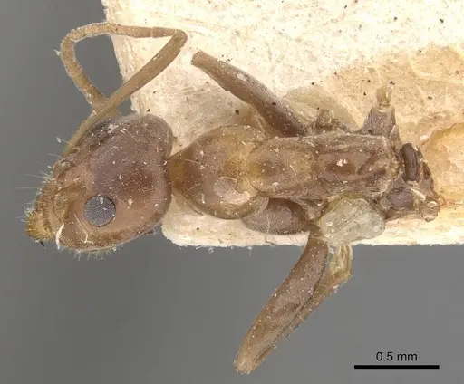Iridomyrmex brunneus specimen CASENT0907612 image casent0907612_1