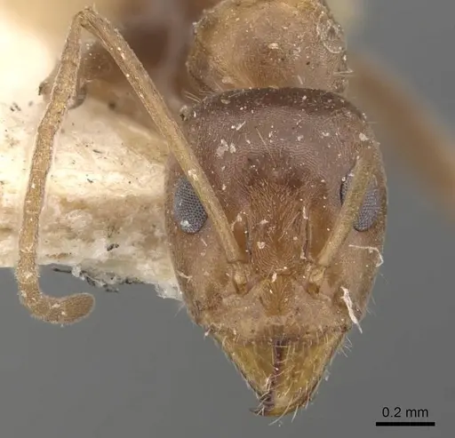 Iridomyrmex brunneus specimen CASENT0907612 image casent0907612_2