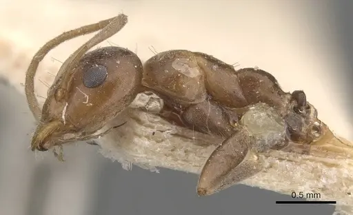 Iridomyrmex brunneus specimen CASENT0907612 image casent0907612_3