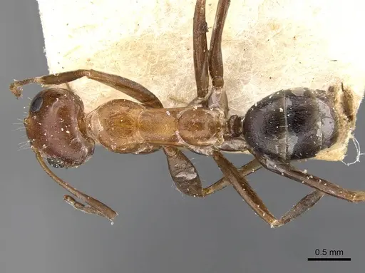 Iridomyrmex brunneus specimen CASENT0909533 image casent0909533_1