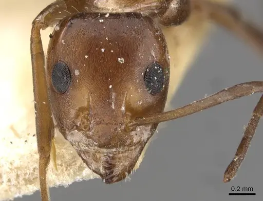 Iridomyrmex brunneus specimen CASENT0909533 image casent0909533_2