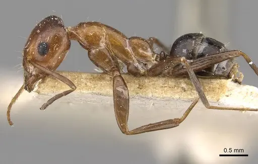 Iridomyrmex brunneus specimen CASENT0909533 image casent0909533_3