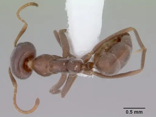 Iridomyrmex calvus specimen CASENT0172063 image casent0172063_1