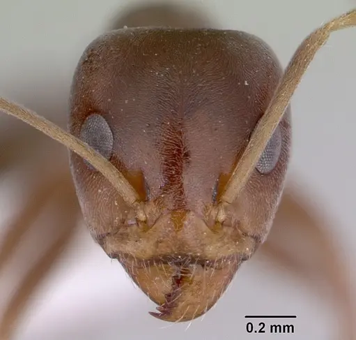 Iridomyrmex calvus specimen CASENT0172063 image casent0172063_2