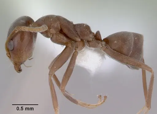 Iridomyrmex calvus specimen CASENT0172063 image casent0172063_3