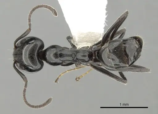 Iridomyrmex calvus specimen CASENT0249712 image casent0249712_1