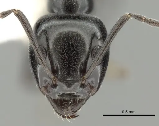 Iridomyrmex calvus specimen CASENT0249712 image casent0249712_2