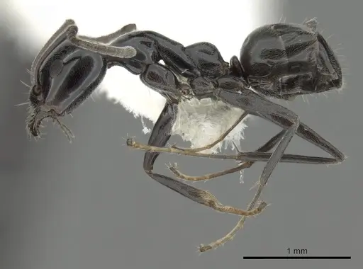 Iridomyrmex calvus specimen CASENT0249712 image casent0249712_3