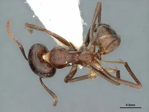 Iridomyrmex calvus specimen CASENT0886039 image casent0886039_1