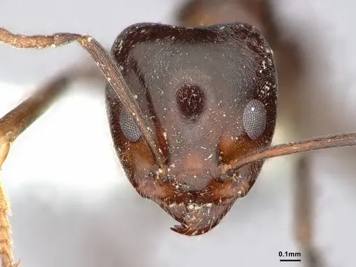 Iridomyrmex calvus specimen CASENT0886039 image casent0886039_2