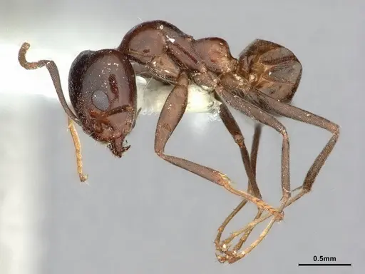 Iridomyrmex calvus specimen CASENT0886039 image casent0886039_3
