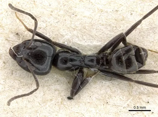 Iridomyrmex calvus specimen CASENT0905051 image casent0905051_1