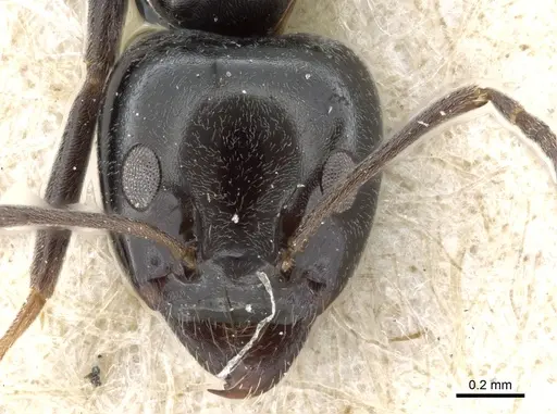 Iridomyrmex calvus specimen CASENT0905051 image casent0905051_2