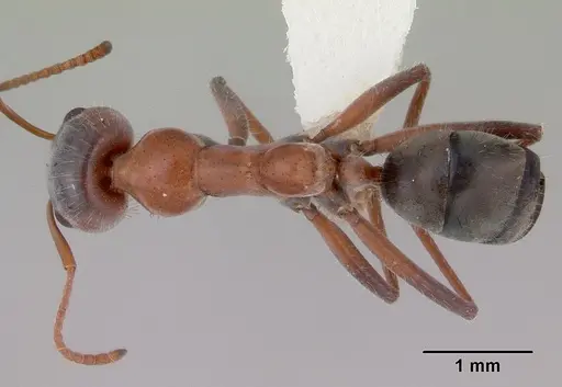 Iridomyrmex cappoinclinus specimen CASENT0172058 image casent0172058_1