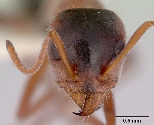 Iridomyrmex cappoinclinus specimen CASENT0172058 image casent0172058_2